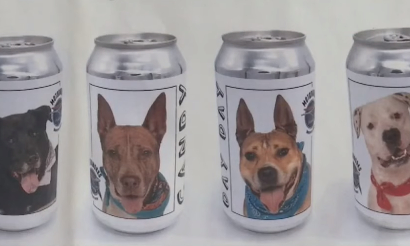 Honden op blikjes bier / Screenshot Youtube